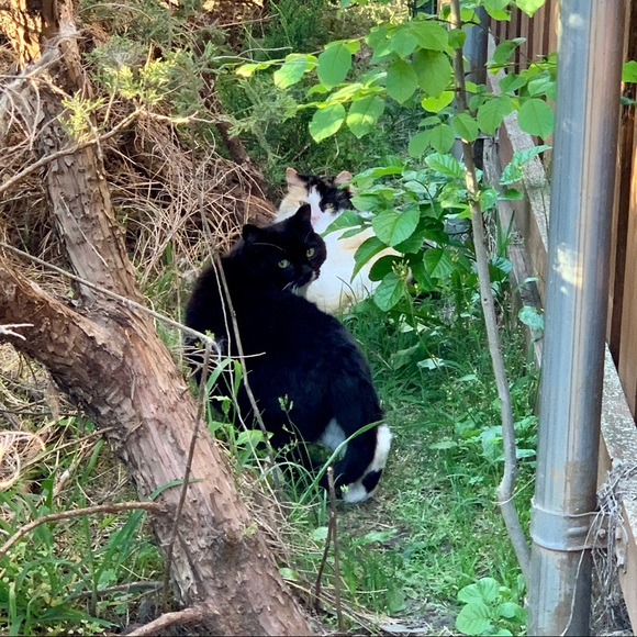 Calli & Boots - Picture 5 of 5